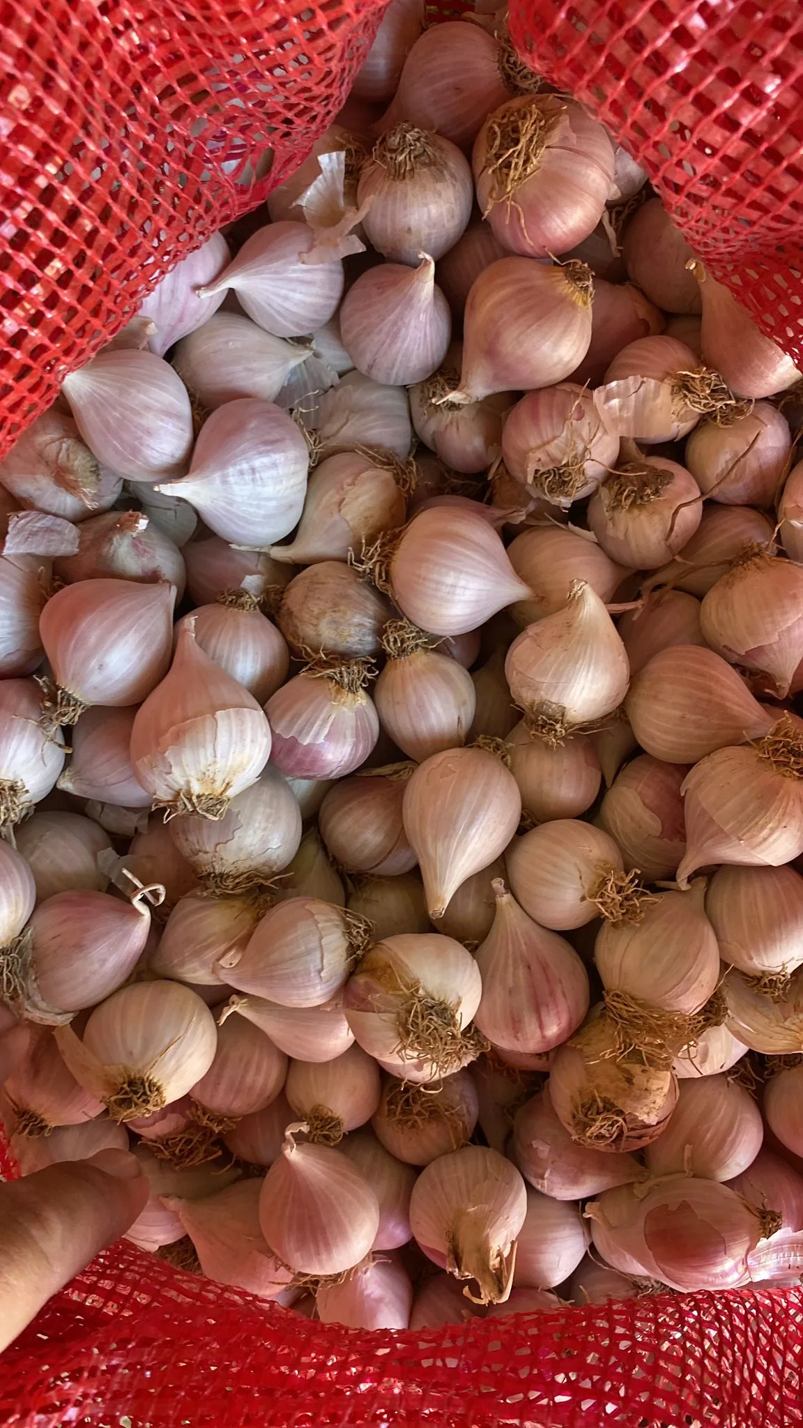 WhatsApp-Image-2024-07-30-at-11.52.06